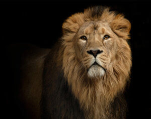 National Solicitors Alliance lion